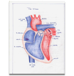 703: Human Physiology