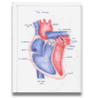 703: Human Physiology