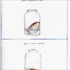 Grade 07 - Chemistry - Acid reaction