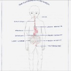 Grade 07 - Physiology - Digestive system 1