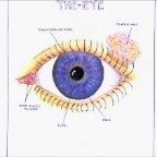 The Human Eye