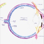 Cross-section of the eye