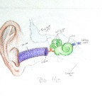 The Human Ear