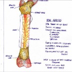 Grade 8 - Anatomy - Bone Cross Section