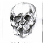 Grade 8 - Anatomy - Leonardo's Skull Drawing